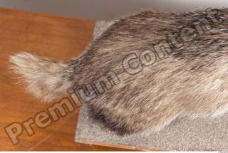 Badger head photo reference 0008